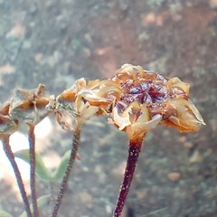 Drosanthemum lavisii