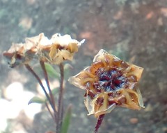 Drosanthemum lavisii