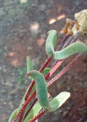Drosanthemum lavisii