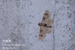 Gymnoscelis admixtaria