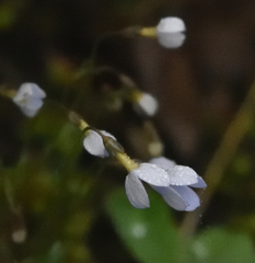 Houstonia caerulea