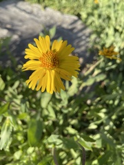 Amblyolepis setigera