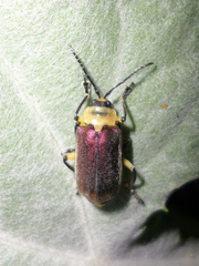 Coelomera submetallica