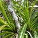 Freycinetia baueriana - Photo (c) Colin Meurk, algunos derechos reservados (CC BY-SA), subido por Colin Meurk