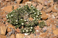 Delosperma inconspicuum