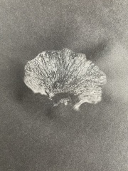 Polyporaceae