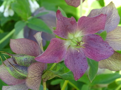 Helleborus purpurascens