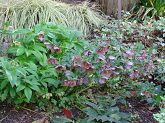 Helleborus purpurascens