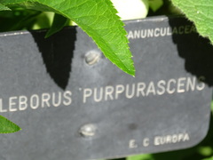 Helleborus purpurascens