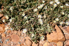 Delosperma inconspicuum