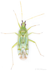 Macrolophus costalis