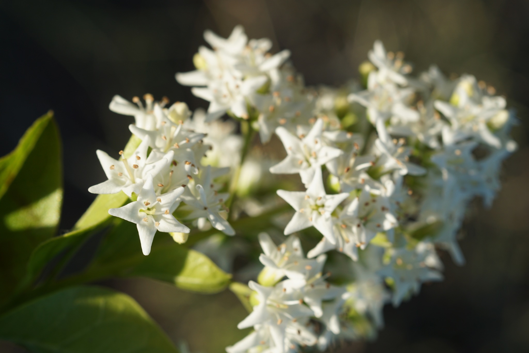 Ehretia