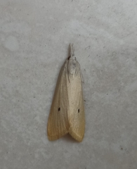 Scirpophaga incertulas