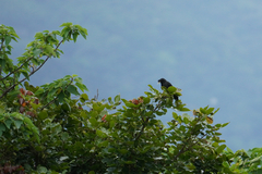 Acridotheres cristatellus formosanus