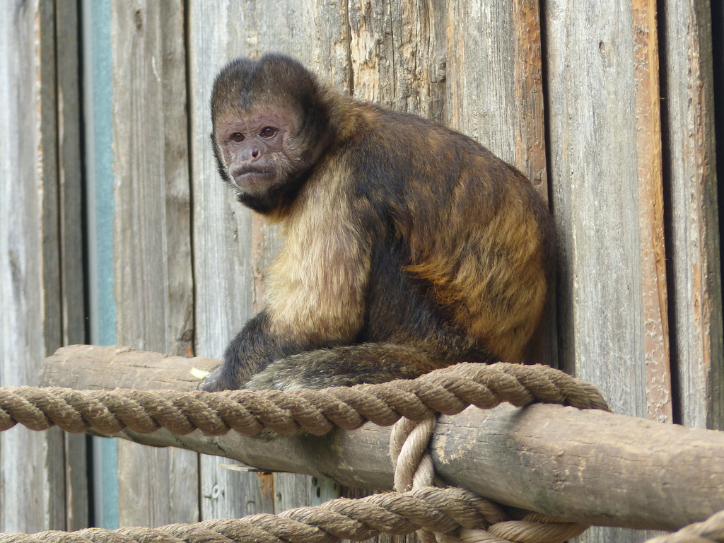 Macaco-Prego-Do-Peito-Amarelo - CENP
