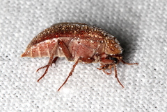 Ripiphoridae