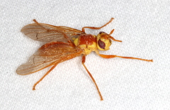 Pyrgotidae