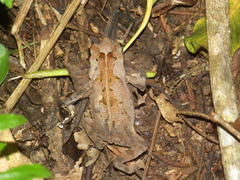 Rhinella sternosignata