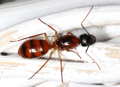 Camponotus nigriceps