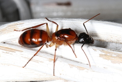 Camponotus nigriceps