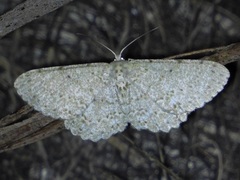 Catoria sublavaria