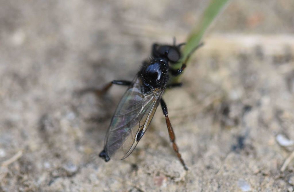 Black Gnat