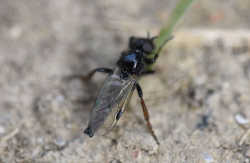 Black Gnat