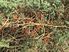 Wild Tomato (Solanum pimpinellifolium)