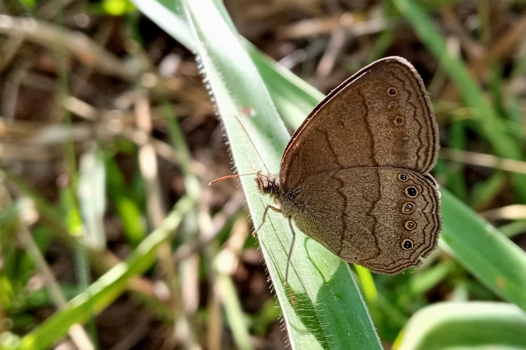 Yphthimoides affinis