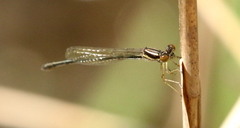 Enallagma dubium