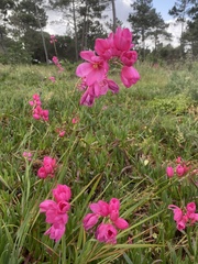 Ixia maculata