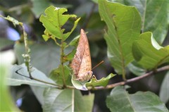 Charaxes varanes vologeses