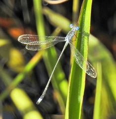 Lestes tridens