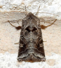 Lacinipolia erecta