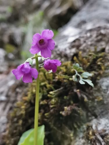 Image of Carniolan Primrose (Primula carniolica) by (c) Ljaž, some rights reserved (CC BY)