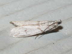 Myelopsis alatella