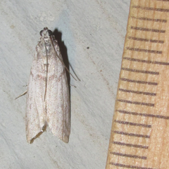 Myelopsis alatella
