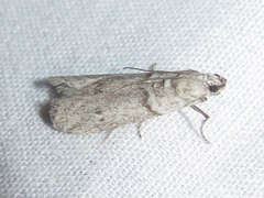 Myelopsis alatella