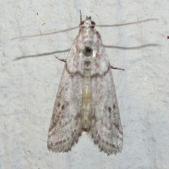 Myelopsis alatella