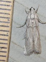 Myelopsis alatella
