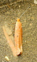Ypsolopha ochrella