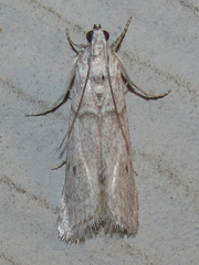 Myelopsis alatella