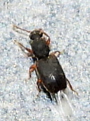 Monotominae