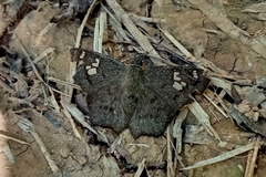 Telemiades laogonus