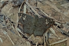 Telemiades laogonus