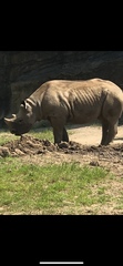 Rhinocerotidae