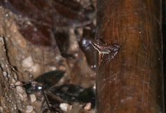 Hylodes phyllodes