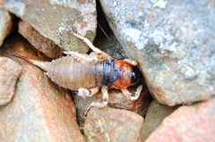 Deinacrida connectens