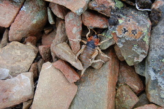 Deinacrida connectens