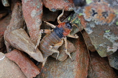 Deinacrida connectens